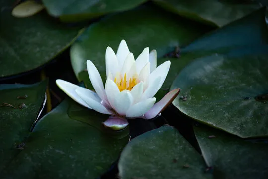 极速快三直播结果说明